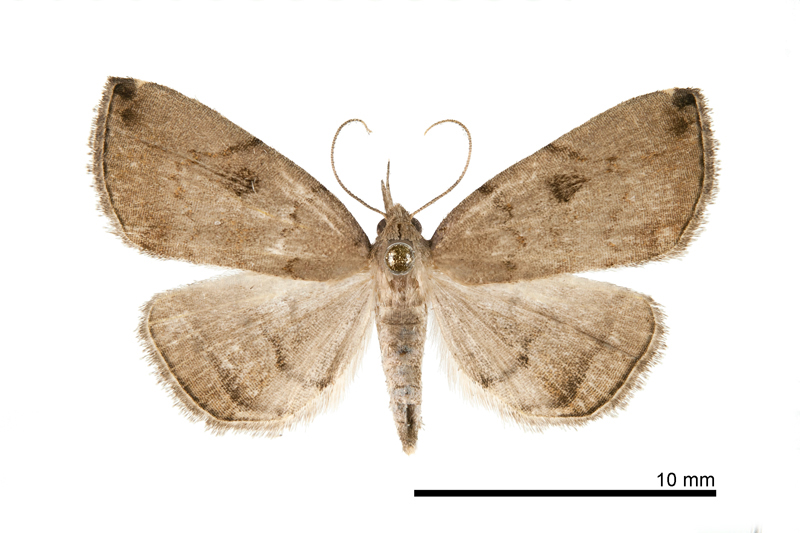 Sinarella orientalensis Female